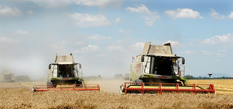 Belje se hvali rekordnim prinosom pšenice