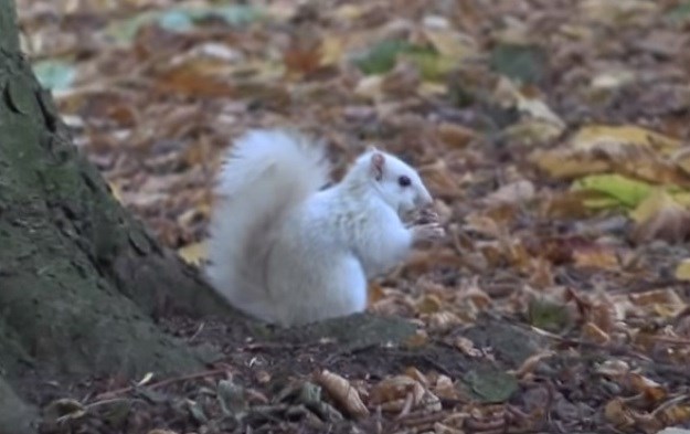 Iznimno rijetka snježno bijela vjeverica snimljena u Velikoj Britaniji