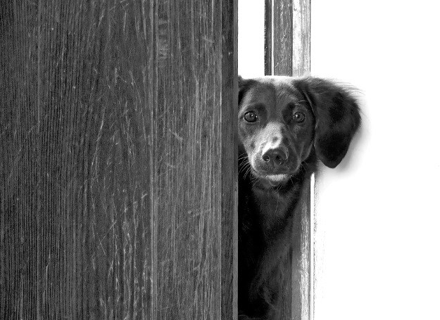 Što napraviti kada vam pas bježi kroz vrata?