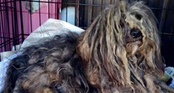 Četveronožni Bob Marley: "Najprljaviji pas Amerike" dobio drugu priliku za život