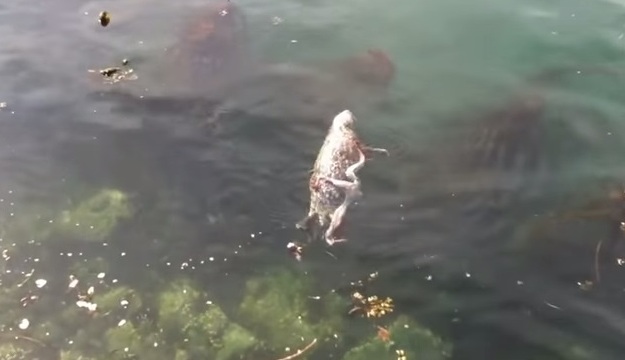 Pogledajte borbu do smrti između tuljana i divovske hobotnice