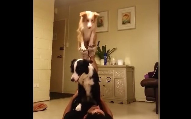 Psi imaju talent: Pogledajte dva Border Collieja u izvođenju nevjerojatnog trika