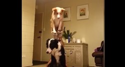 Psi imaju talent: Pogledajte dva Border Collieja u izvođenju nevjerojatnog trika