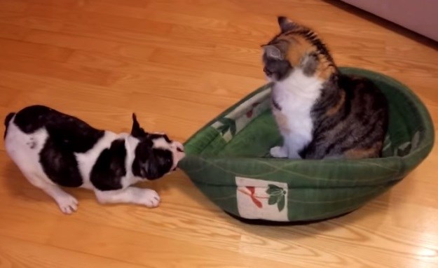 Maca kradljivica: Ovako izgleda kad psić želi vratiti ukradeni krevet