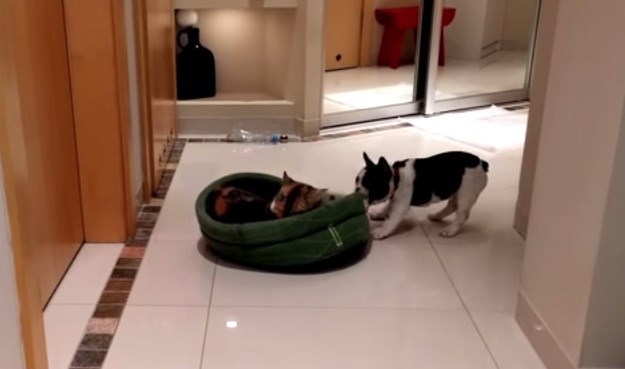 Pixelova osveta: Maleni buldog napokon otjerao mačku iz svog kreveta