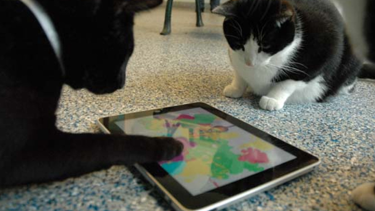 VIDEO Mačke obožavaju iPad!