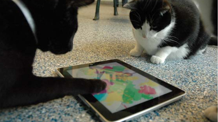 VIDEO Mačke obožavaju iPad!