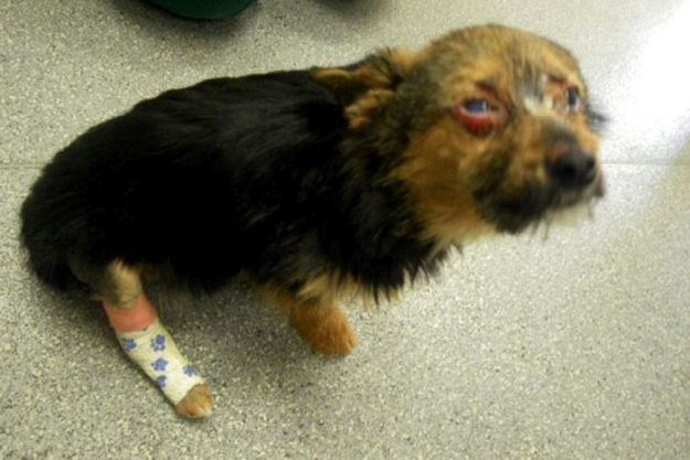 VIDEO Ovog psića su mučili i zapalili, no on je preživio i promijenio svijet