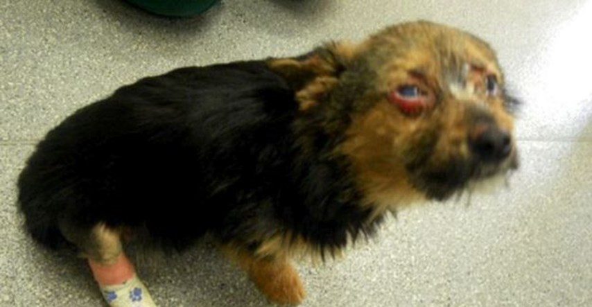 VIDEO Ovog psića su mučili i zapalili, no on je preživio i promijenio svijet