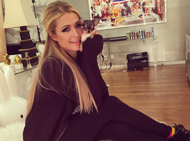 8 tisuća dolara vrijedna čivava Paris Hilton uljepšat će vam dan