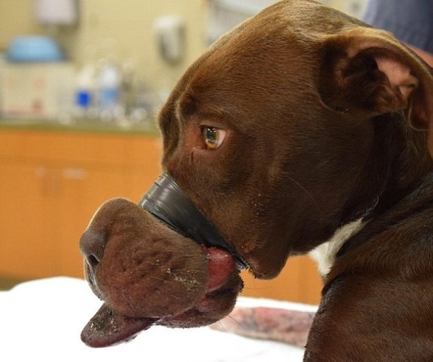Monstrumu koji je zalijepio njušku psa trakom prijeti do 5 godina zatvora