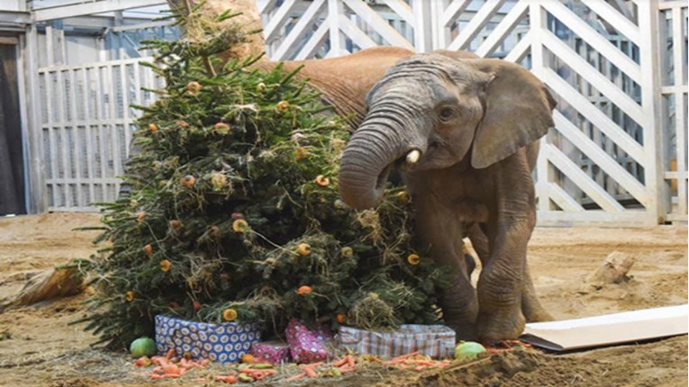 FOTO, VIDEO Zoološki vrtovi primaju stare božićne jelke i njima hrane životinje