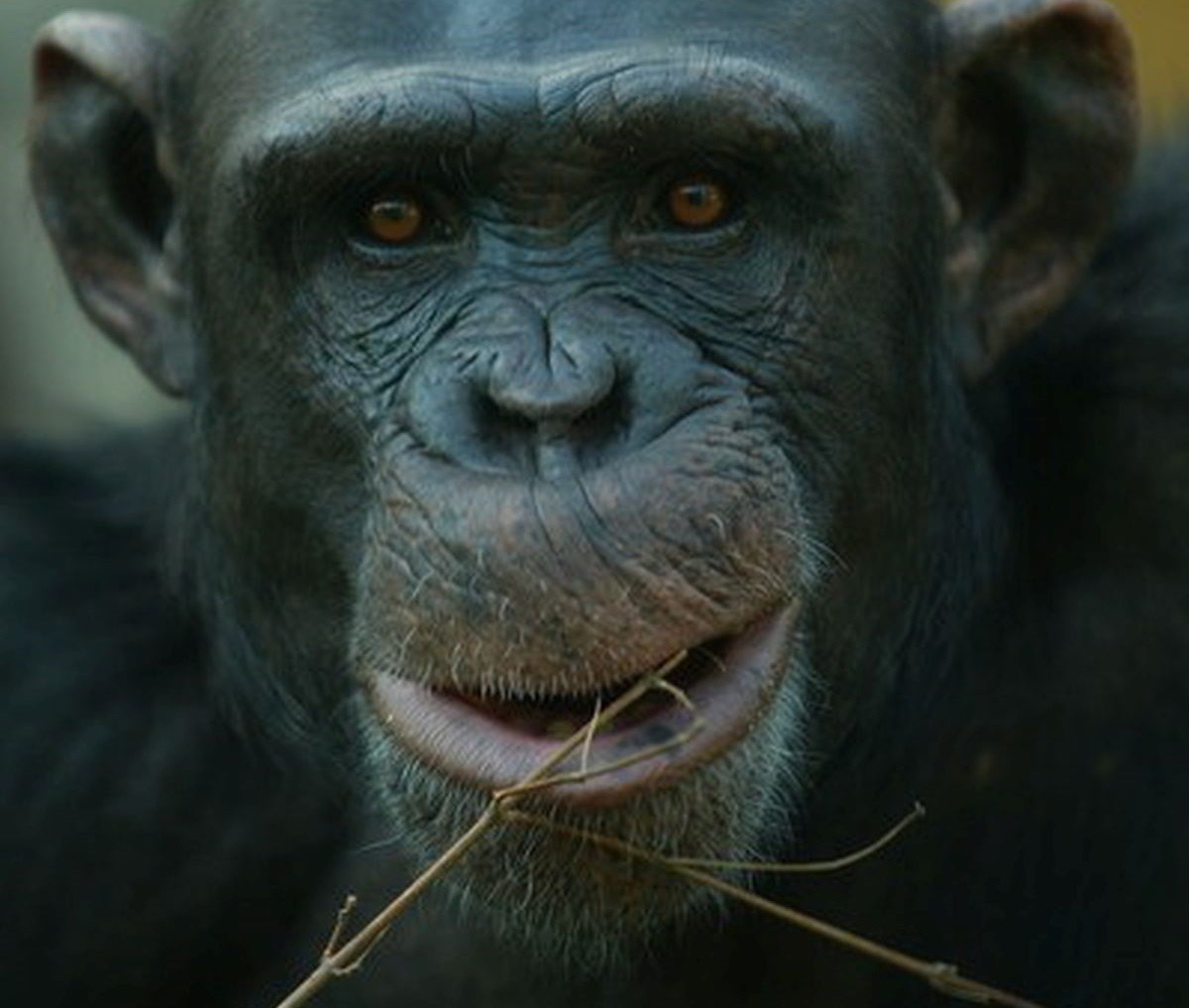 Zagrebačka čimpanza King slavi 20. rođendan