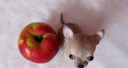 Manja i od limenke: Čivava Toudi novi je najmanji pas na svijetu
