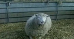 Dvadeset godina nakon ovce Dolly, Europa se žestoko protivi kloniranju u stočarstvu