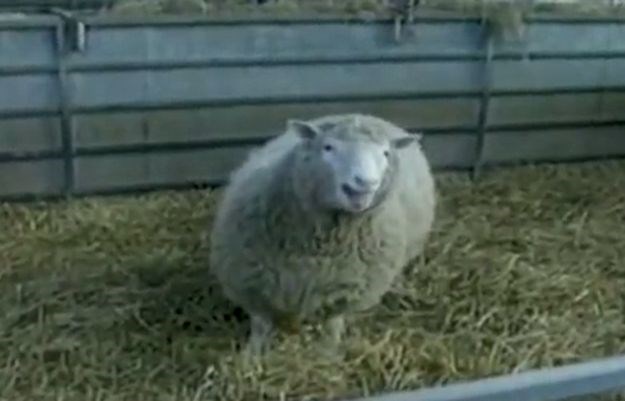 Dvadeset godina nakon ovce Dolly, Europa se žestoko protivi kloniranju u stočarstvu