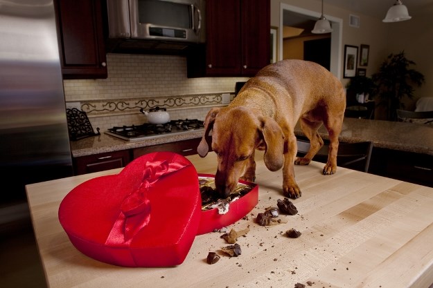 Zašto je čokolada loša za pse?