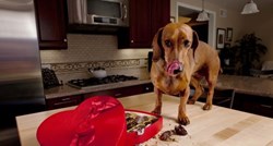 3 stvari koje morate učiniti ako je vaš pas pojeo čokoladu