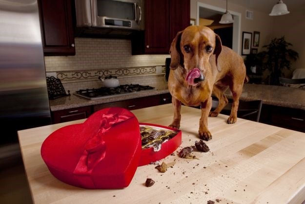 3 stvari koje morate učiniti ako je vaš pas pojeo čokoladu