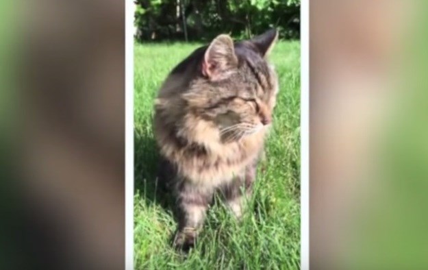 On je najstariji na svijetu: Mačak iz Oregona ima 26 godina