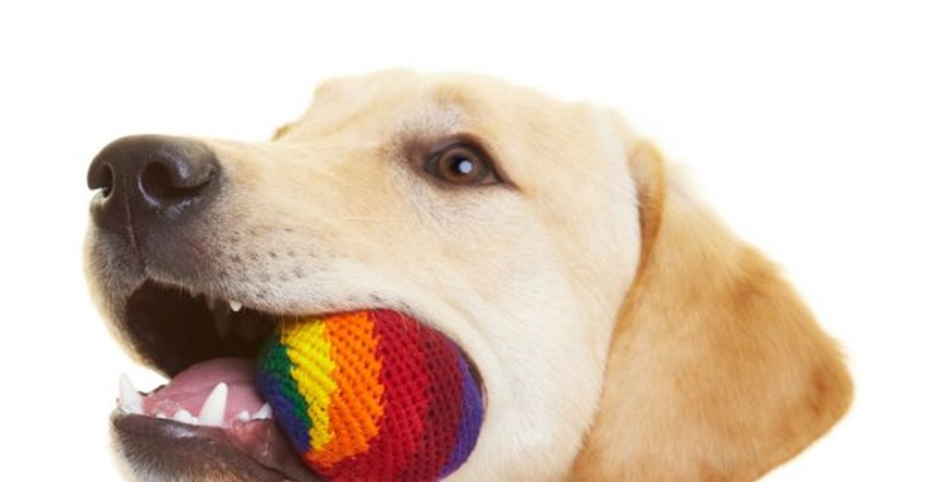Prirodni recept: Gel za ublažavanje lošeg psećeg zadaha