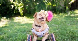 Hrabra Daisy i njezina kolica nova su glavna atrakcija na Instagramu