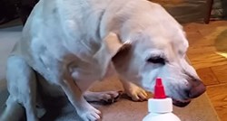 Ovaj pas slaže urnebesnu grimasu kada mora dobiti lijek
