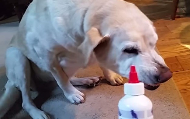 Ovaj pas slaže urnebesnu grimasu kada mora dobiti lijek