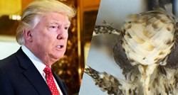 FOTO Znanstvenici otkrili novog moljca žute glave i malog penisa, a po kome su ga nazvali već znate
