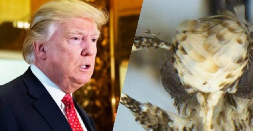 FOTO Znanstvenici otkrili novog moljca žute glave i malog penisa, a po kome su ga nazvali već znate