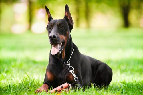 je li doberman radni pas