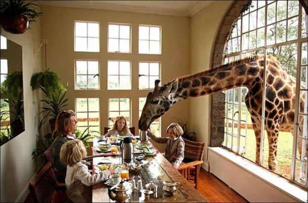 Doručak sa žirafama: Sve što morate znati o ovoj svjetskoj atrakciji