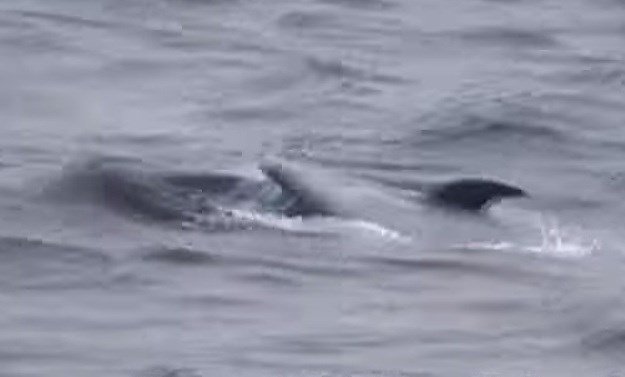 Zašto se dupini obožavaju "voziti" na leđima grbavih kitova?