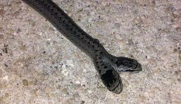U susjednoj Bosni uhvaćena rijetka zmija s dvije glave