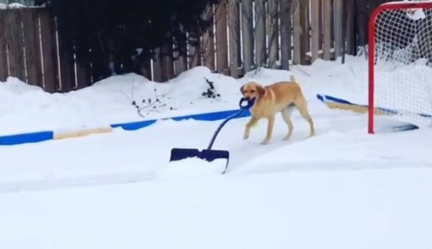 Labradorica Elsa snijeg čisti bolje nego vaši susjedi