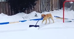 Labradorica Elsa snijeg čisti bolje nego vaši susjedi