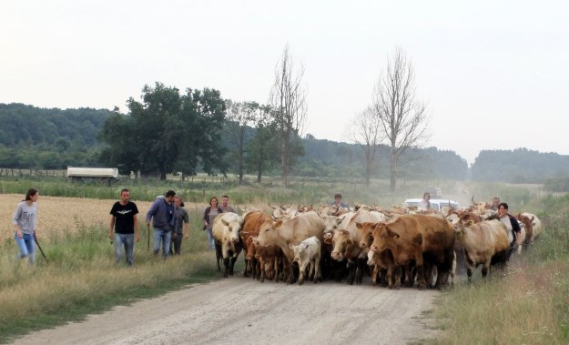 Markići sa 140 krava marširali na Đakovo, policija im prepriječila put