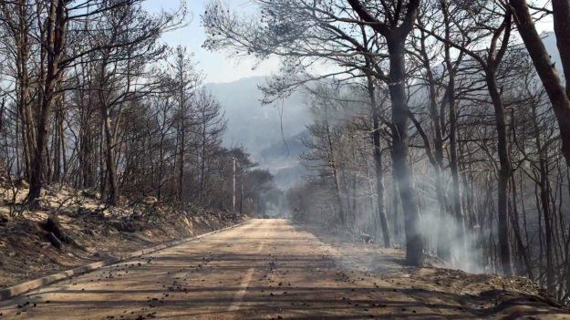 Vatra progutala imanja s domaćim životinjama na Pelješcu i u Rijeci