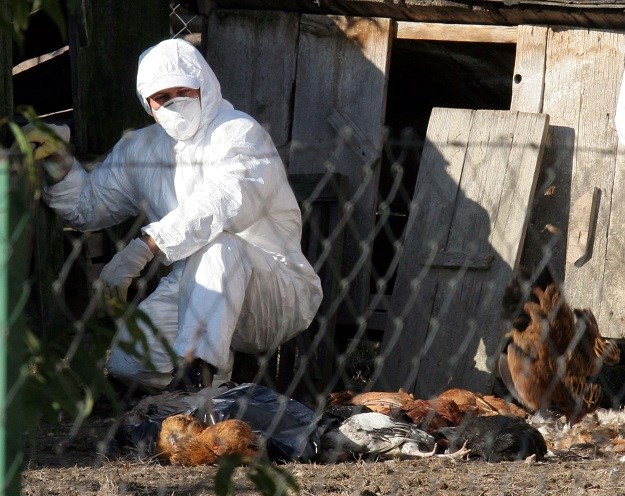 Velika epidemija ptičje gripe Bugarskoj, moraju usmrtiti 430.000 komada peradi