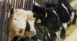 U Španjolskoj se ponovo pojavilo kravlje ludilo