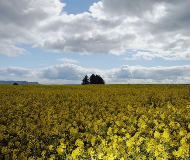 "Ne želimo se kockati s proizvodnjom hrane i pića": Škotska će zabraniti GMO usjeve