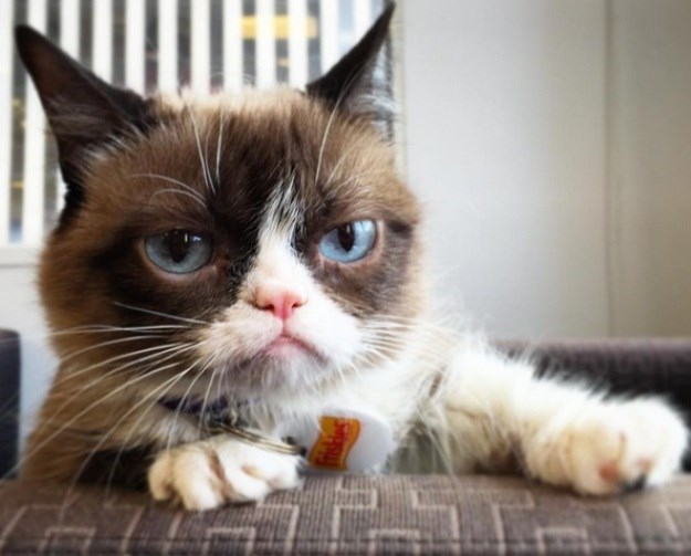 Nije impresionirana: Grumpy Cat dobit će pokretljivu skulpturu u Madame Tussauds muzeju