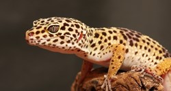 Leopard gekon: Idealni gušter za početnike