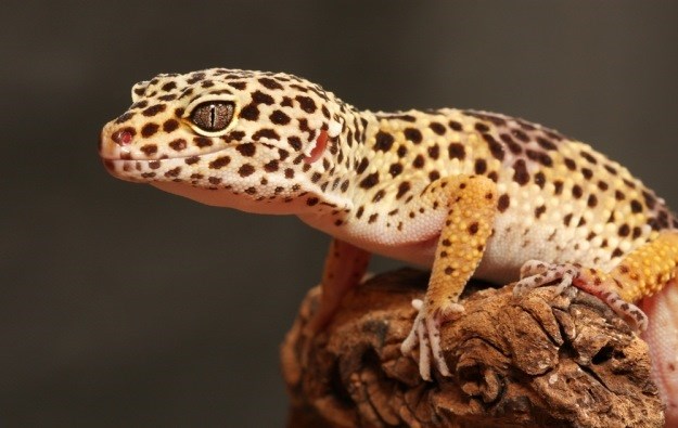 Leopard gekon: Idealni gušter za početnike