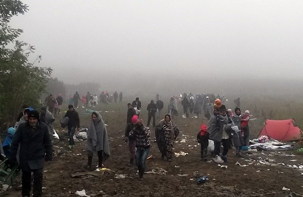 NAPETO NA GRANICI Migranti nakon naguravanja sa srpskom policijom preko polja krenuli u Hrvatsku