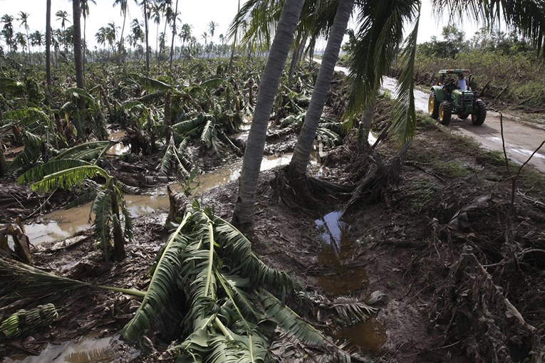 UPOZORENJE Crvena palmina pipa je "globalna prijetnja"