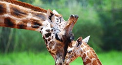 Žirafama prijeti istrebljenje