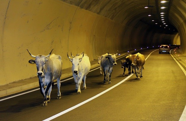 Stado napuštenih krava satima lutalo u tunelu Stupica