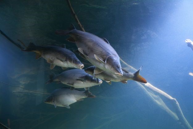 VIDEO Zavirite u Aquatiku, prvi hrvatski slatkovodni akvarij s čak 5000 riba