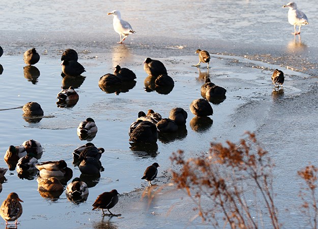EVO KAKO Pomozimo pticama da prežive ekstremno niske temperature